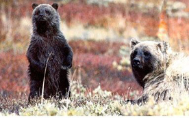 Photograph of bears.